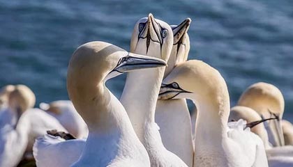 kaiyun-【观点】洛佩特吉再次证明：别随便质疑齐达内…