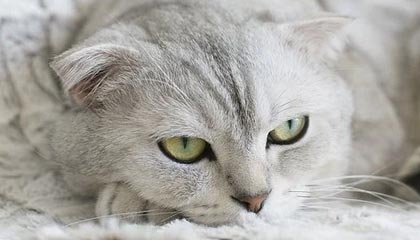 开云-重回恩师布鲁克斯麾下 享受篮球对韦少来说很重要