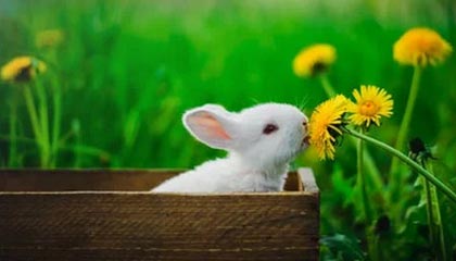 开云-重回恩师布鲁克斯麾下 享受篮球对韦少来说很重要